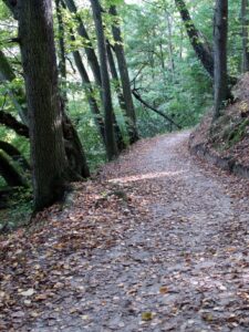 Zdjęcie ścieżki pieszej w lesie